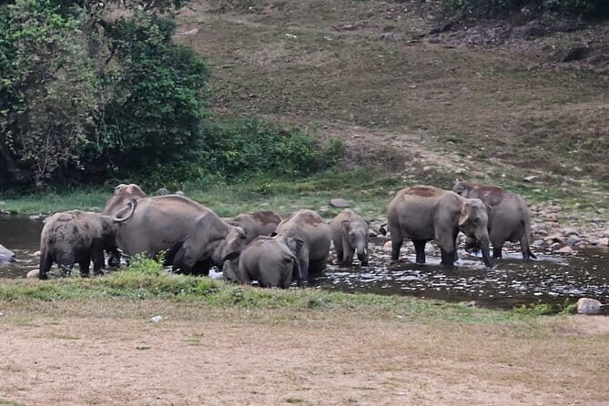 Anakkulam Wild Elephant Visiting(Jeep tour) - Key highlights worth putting on your radar