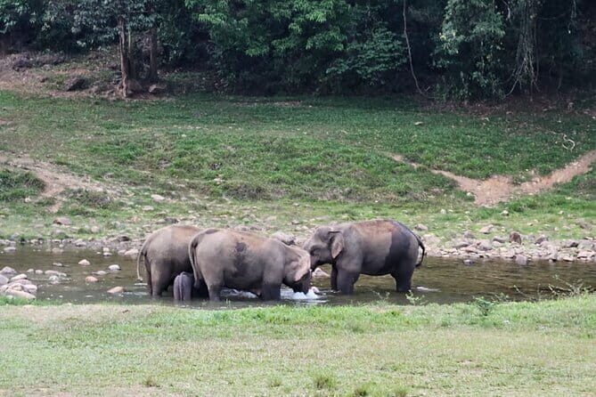 Anakkulam Wild Elephant Visiting(Jeep tour) - Wild elephant time at Anakkulam: the heart of the day