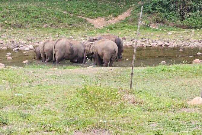 Anakkulam Wild Elephant Visiting(Jeep tour) - How to plan your day so it feels easy