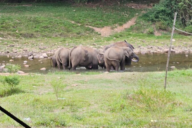 Anakkulam Wild Elephant Visiting(Jeep tour) - Tea plantation views and Tiger Cave: the sightseeing you won’t have to force