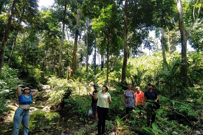 Ancient Lava Stream Trek through dense Tropical forest. - Coastal forest start: where you learn to look fast