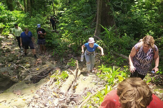 Ancient Lava Stream Trek through dense Tropical forest. - Dense tropical forest plus ropes: where comfort turns into strategy