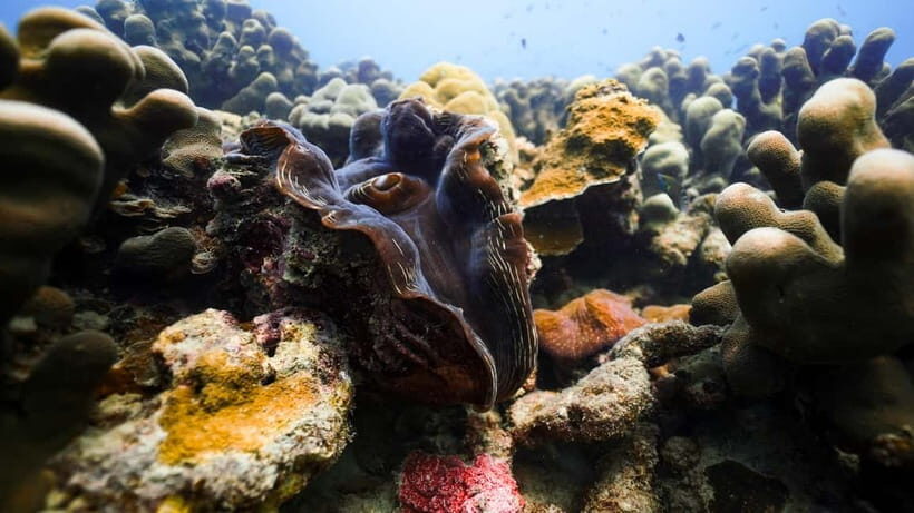 Andaman: Havelock Scuba Diving by PADI 5-Star Dive Center - Training first: the 30 minutes that make your comfort happen