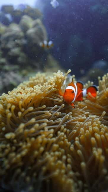 Andaman: Havelock Scuba Diving by PADI 5-Star Dive Center - The morning plan at Nemo Reef: how your time is structured
