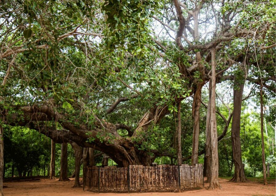 Auroville Guided Walking Tour - Community pavilions: seeing Auroville as a network, not a single site