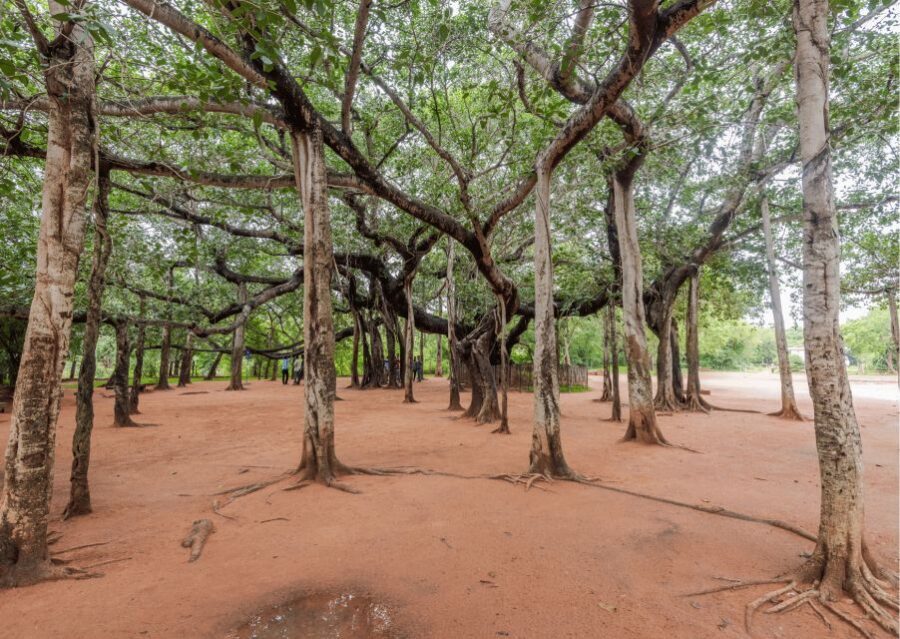 Auroville Guided Walking Tour - Savitri Bhavan: where human unity gets taught, not just admired