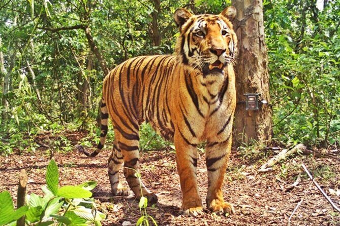 Bandipur Tiger Reserve with Somnathpur Temple Tour - Key things I’d plan around before you go