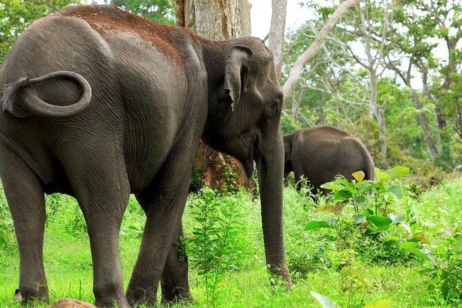 Bandipur Tiger Reserve with Somnathpur Temple Tour - Price and logistics: what your $260 really covers