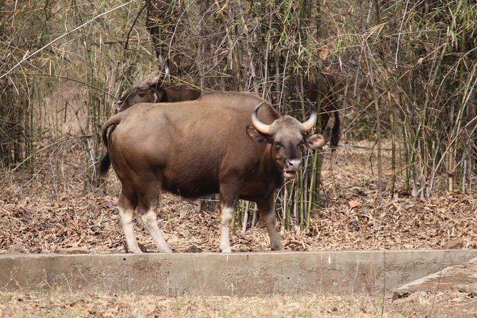 Bandipur Tiger Reserve with Somnathpur Temple Tour - Should you book this Bandipur Tiger Reserve and Somnathpur Temple tour?
