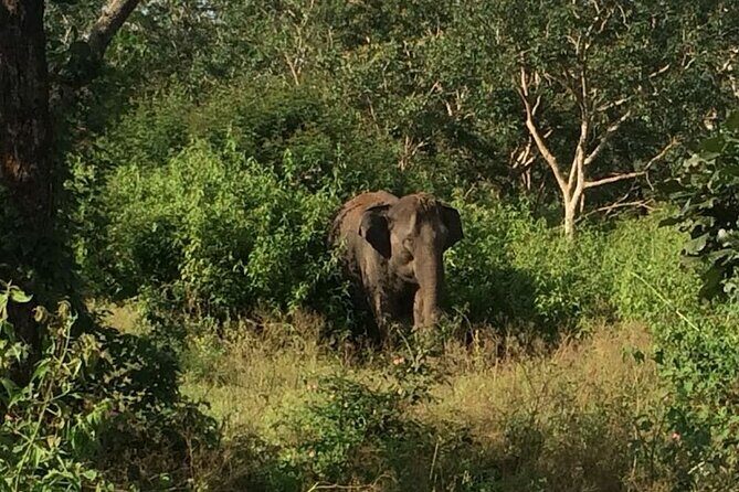 Bandipur wildlife and Mysore experience in 2 days from Bangalore - The road trip: your early start and the forest route