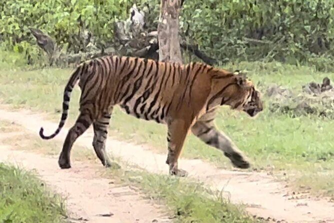 Bandipur wildlife and Mysore experience in 2 days from Bangalore - Mysore Palace on Day 2: the royal stop that resets your senses