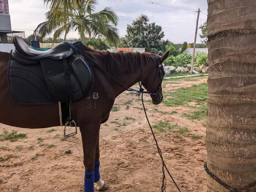 Bangalore: Horse Riding Safari Tour - Key things to know before you go