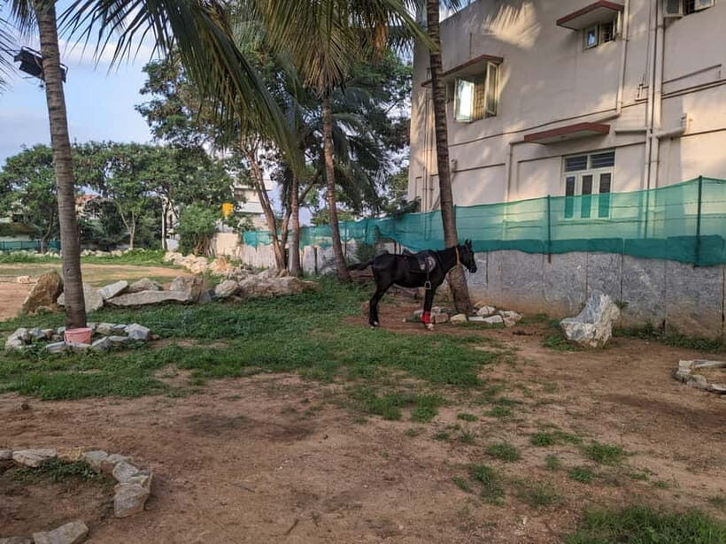 Bangalore: Horse Riding Safari Tour - What to wear and bring so you’re not uncomfortable halfway through