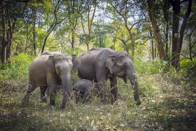 Bangalore to Nagarhole National Park: Wilderness Retreat - Key Highlights Worth Noting