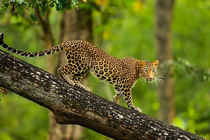 Bangalore to Nagarhole National Park: Wilderness Retreat - Leaving Bangalore for Nagarhole: a wildlife-focused escape that stays practical