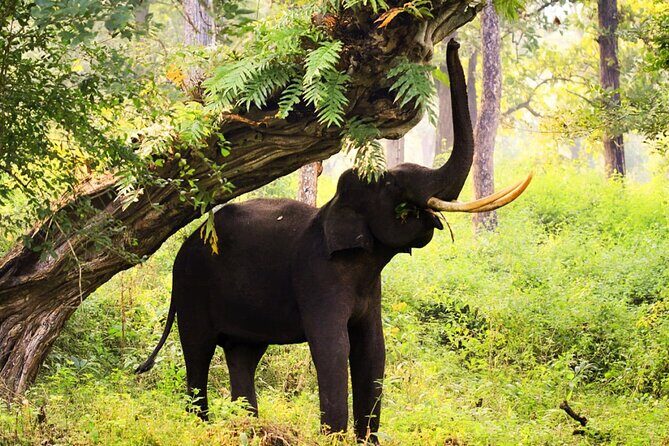 Bangalore to Nagarhole National Park: Wilderness Retreat - Day 2: two land safaris (morning canter/Jeep and an afternoon drive)