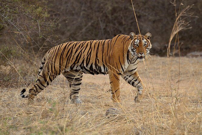 Bangalore to Nagarhole National Park: Wilderness Retreat - Getting There in an AC Private Vehicle: comfort that actually matters for safari days