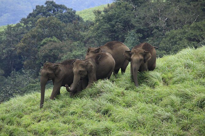 Best of Kerala Tour Package 7 nights / 8 days by Sanguine Holidays - Munnar-route waterfalls: Cheeyappara and Valara without overpromising
