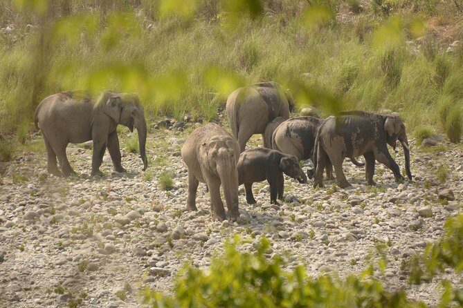 Best Wilderness Experience through Jim Corbett Experience - Key things I’d circle before you book