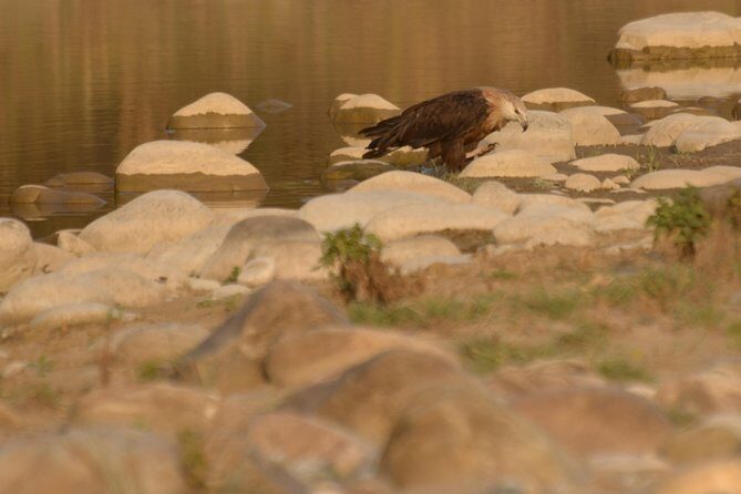 Best Wilderness Experience through Jim Corbett Experience - The jungle safari itself: open gypsy, guide craft, and real expectations