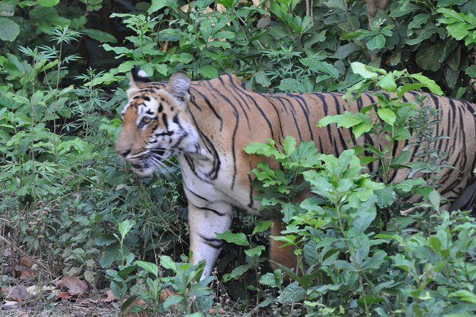 Best Wilderness Experience through Jim Corbett Experience - Meals included: why eating inside the park is a smart move