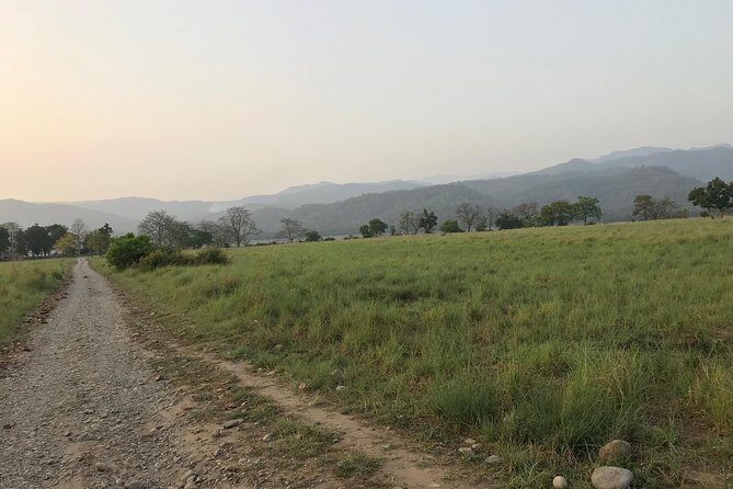 Best Wilderness Experience through Jim Corbett Experience - Morning vs 11:00 am start: how the timing affects your odds