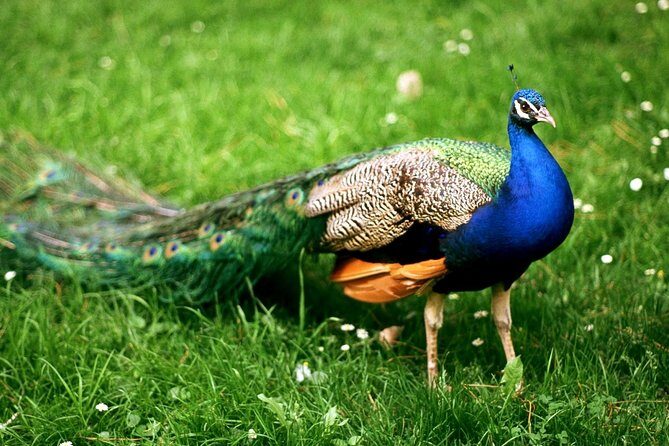 Bharatpur Bird watching & Wildlife from Delhi - Why Bharatpur bird watching feels so different from Delhi