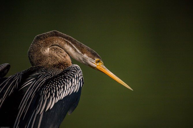 Bharatpur Bird watching & Wildlife from Delhi - The Shiva Temple stop inside the sanctuary: a short detour with meaning