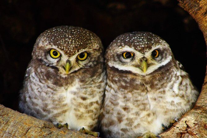 Bharatpur Bird watching & Wildlife from Delhi - Price and value: what’s included, what’s extra, and what you should budget
