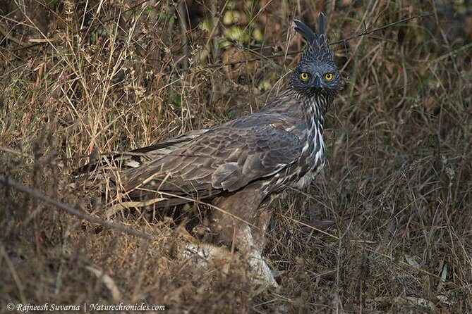 Birding & Bird Photography tour in Bangalore - Key highlights to look for