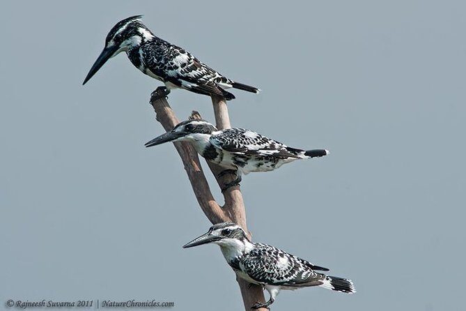 Birding & Bird Photography tour in Bangalore - A dawn-start bird day built for Bangalore timing