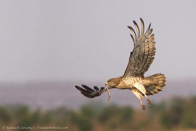 Birding & Bird Photography tour in Bangalore - Nandi Hills: early birding with hill habitat variety