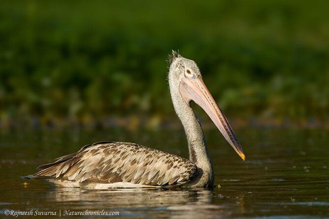 Birding & Bird Photography tour in Bangalore - What to bring for better bird photos in Bangalore