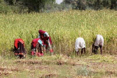 Bishnoi Village Safari - Getting to Guda Bishnoiyan: Bishnoi beliefs meet wildlife watching
