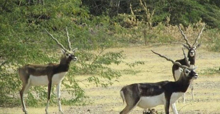 Bishnoi Village Safari Private Half Day Tour - Guda Bishnoiyan: the wildlife scenario plus Bishnoi family time