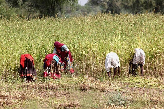 Bishnoi Village Safari - Village Stops, Crafts, and Daily Routines: Potters, Weavers, and Real Work