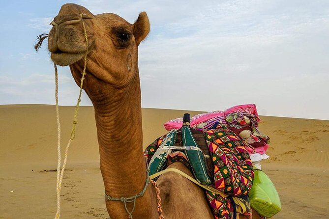 Camel safari in thar desert - Starting at 1:30 pm: How the Day Flows Without Feeling Rushed