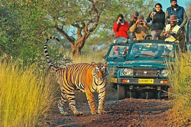 Canter Safari-Ranthambore National Park - Finding Tigers in Real Terrain: What the Park Drive Is Like