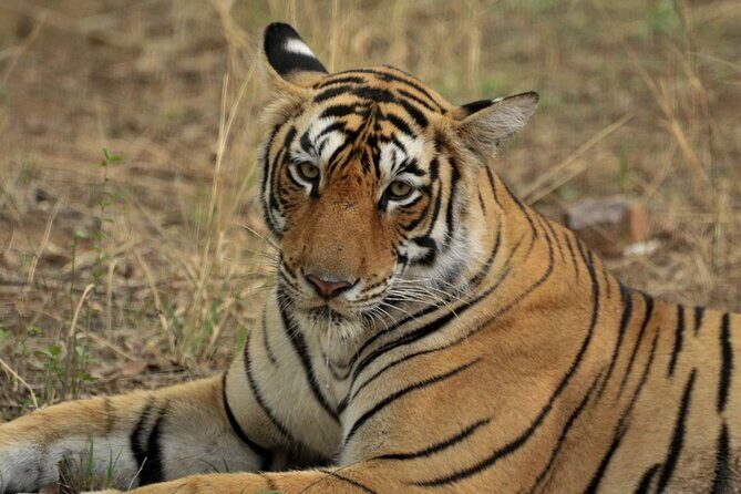 Canter Safari-Ranthambore National Park - Morning vs Afternoon Safaris: Picking the Right Window