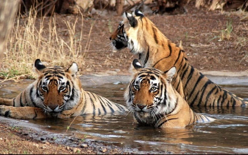 Canter Safari: Skip-the-line Entry Ranthambore Tiger Reserve - Meet at Shiv Shankar Restaurant, then head straight into Ranthambore