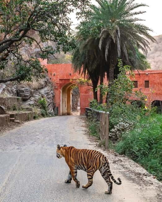 Canter Safari: Skip-the-line Entry Ranthambore Tiger Reserve - What you’re actually searching for: tigers and the park’s supporting cast