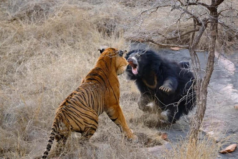 Canter Safari: Skip-the-line Entry Ranthambore Tiger Reserve - How the safari time adds up (and what to do with it)