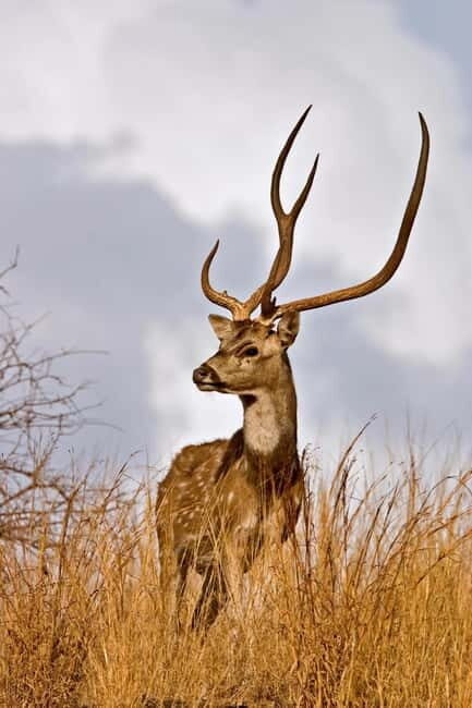 Canter Safari: Skip-the-line Entry Ranthambore Tiger Reserve - Managing tiger expectations without killing the fun
