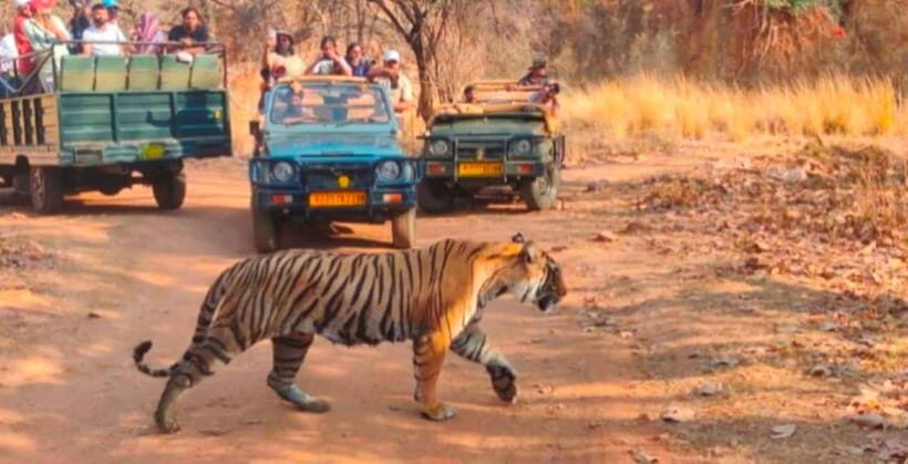 Canter Safari: Skip-the-line Entry Ranthambore Tiger Reserve - Skip-the-line entry and your first reality check: it’s official forest procedures
