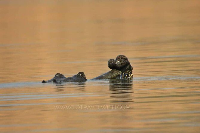 Chambal River Safari - Key highlights to know before you go