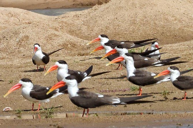 Chambal River Safari - Chambal River safari near Agra: why this day trip works
