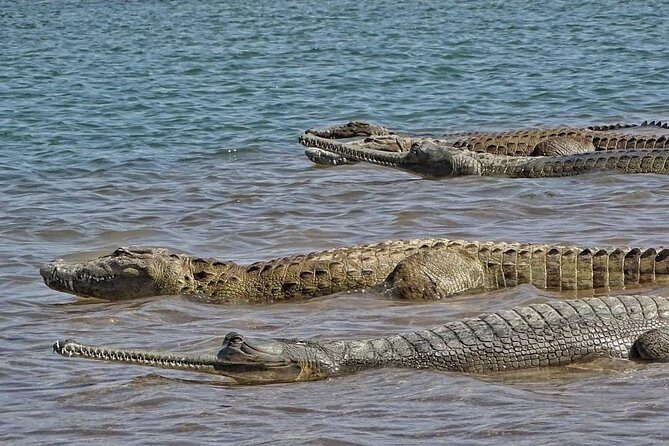 Chambal River Safari - Price and value: is $83.87 a smart buy?