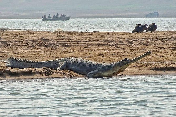 Chambal River Safari - What happens during the 2-hour boat safari