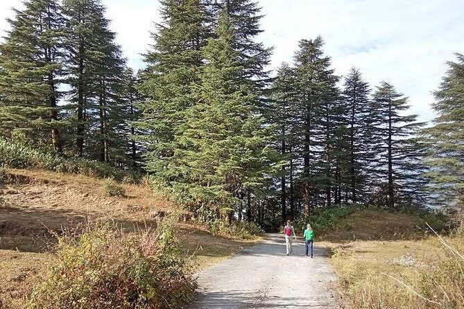 Chhaskhet Nature Walk - What you’ll see: Doon Valley panoramas, pine forest, and cliff-side drama