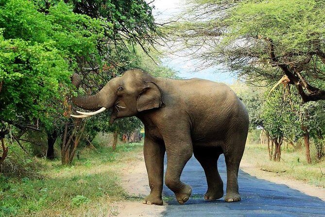Chinnar Wild-life Visiting Tour (Eravikulam National Park) - Key things that make this day trip worthwhile